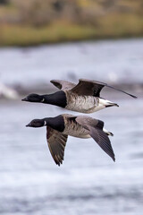 Brent Goose (Branta bernicla) on Bull Island, Ireland – coastal tidal estuaries