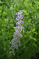 Indigolupine, Baptisia australis, Starlite Prärieblues