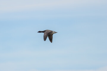 Brent Goose (Branta bernicla) on Bull Island, Ireland – coastal tidal estuaries
