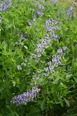 Indigolupine, Baptisia australis, Starlite Prärieblues