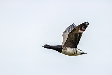 Brent Goose (Branta bernicla) on Bull Island, Ireland – coastal tidal estuaries