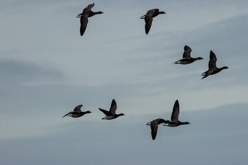 Brent Goose (Branta bernicla) on Bull Island, Ireland – coastal tidal estuaries