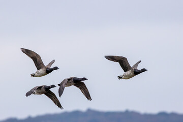Brent Goose (Branta bernicla) on Bull Island, Ireland – coastal tidal estuaries