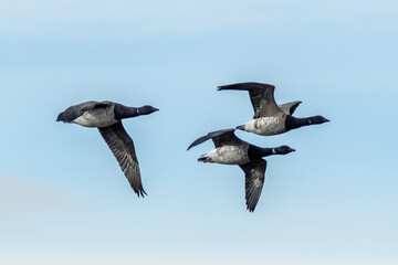 Brent Goose (Branta bernicla) on Bull Island, Ireland – coastal tidal estuaries