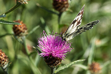 Schachbrettfalter (Melanargia galathea) auf der Blüte einer Rispen-Flockenblume (Centaurea stoebe)