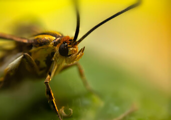 An insect photographed in its natural habitat. Natural background. High detail and sharpness.