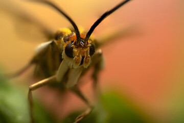 An insect photographed in its natural habitat. Natural background. High detail and sharpness.