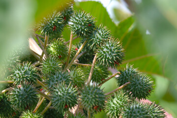 Wunderbaum, Rizinus,  Ricinus communis