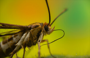 An insect photographed in its natural habitat. Natural background. High detail and sharpness.