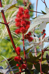 Wunderbaum, Rizinus,  Ricinus communis