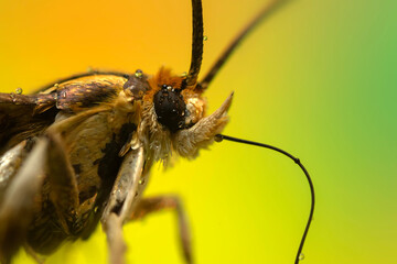 An insect photographed in its natural habitat. Natural background. High detail and sharpness.