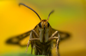 An insect photographed in its natural habitat. Natural background. High detail and sharpness.