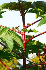 Rizinus, Wunderbaum,  Ricinus communis