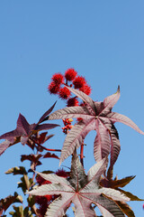Wunderbaum, Rizinus,  Ricinus communis