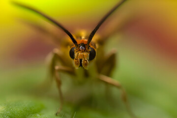 An insect photographed in its natural habitat. Natural background. High detail and sharpness.