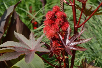 Wunderbaum, Rizinus,  Ricinus communis