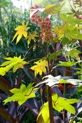 Rizinus, Wunderbaum,  Ricinus communis
