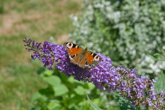 Rusałka pawik (Aglais io)