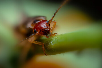 An insect photographed in its natural habitat. Natural background. High detail and sharpness. European earwig. 