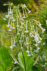 Riesen-Ziertabak, Nicotiána sylvéstris