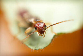 An insect photographed in its natural habitat. Natural background. High detail and sharpness....