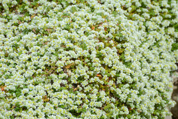 Thymianblättrige Mauermiere, Paronychia kapela ssp. Serpyllifolia