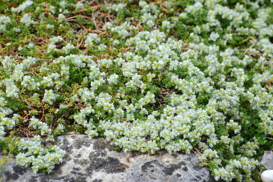 Thymianbl&auml;ttrige Mauermiere, Paronychia kapela ssp. Serpyllifolia