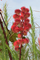Wunderbaum, Rizinus,  Ricinus communis