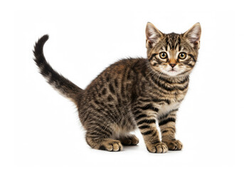 Fototapeta premium American Bobtail cat posing on white background