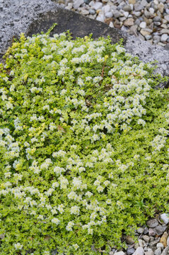 Thymianbl&auml;ttrige Mauermiere, Paronychia kapela ssp. Serpyllifolia