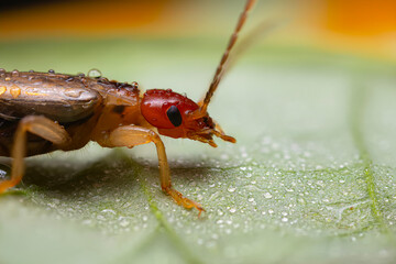 An insect photographed in its natural habitat. Natural background. High detail and sharpness. European earwig. 
