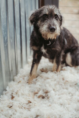 A dog in an enclosure at a shelter for homeless animals. The dog has no owner. The animal looks at the camera. A grey dog with long coarse hair. Vertical photo.