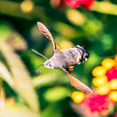 Hummingbird hawk-moth