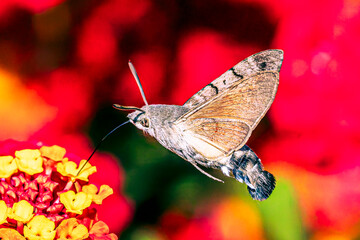 Hummingbird hawk-moth
