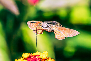 Hummingbird hawk-moth