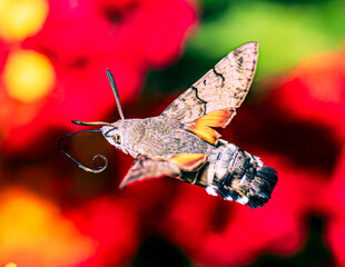 Hummingbird hawk-moth