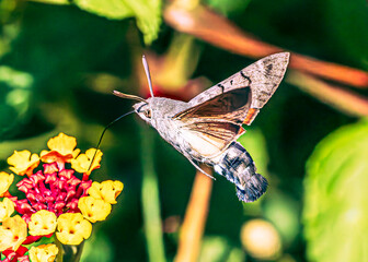 Hummingbird hawk-moth