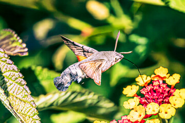 Hummingbird hawk-moth