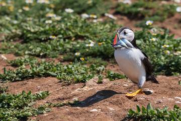 Puffin with a beak full of sand eels looking for its burrow