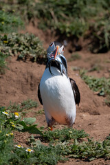 Puffin looking quizzical with a beak full of sand eels looking for its burrow