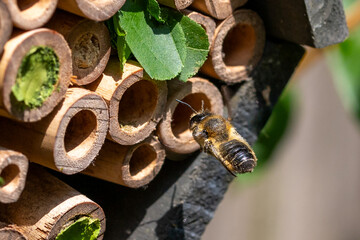 Making a bee line for the bee hotel nest