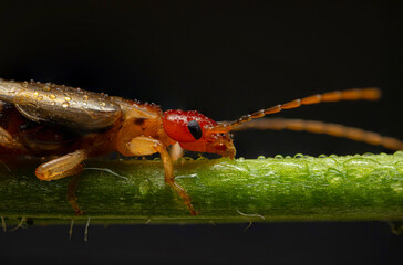 An insect photographed in its natural habitat. Natural background. High detail and sharpness....