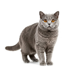Obraz premium British Shorthair cat posing on white background