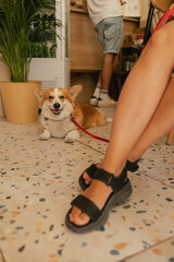 Close up of young girl with Corgi in dog friendly cafe. Concept of friendship between a dog and human. Part of a series. Coffee break with pet