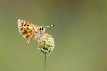 Butterfly. Colorful nature background. Polyommatus amandus. Amanda blue.