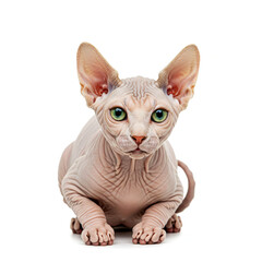 Fototapeta premium Close-up portrait Sphynx cat on white background