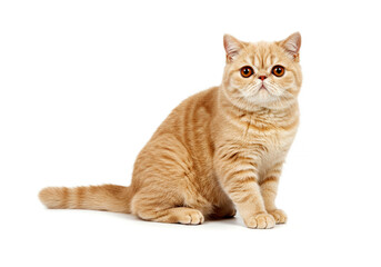 Fototapeta premium Exotic Shorthair cat isolated on white background