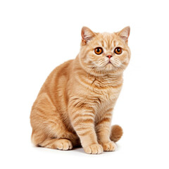 Obraz premium Exotic Shorthair cat isolated on white background
