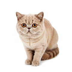 Fototapeta premium Exotic Shorthair cat isolated on white background