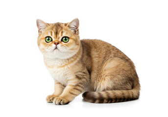 Obraz premium Exotic Shorthair cat isolated on white background